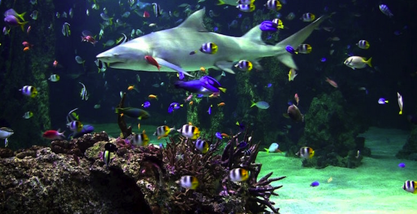 Aquarium live HD for mac