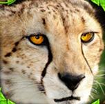 獵豹模擬器 v1.1 安卓版 