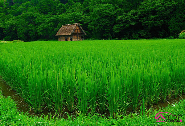 護眼桌面壁紙 高清