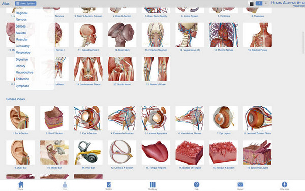 Human Anatomy Atlas