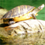 海洋生物拼圖游戲 v2.9.11 安卓版 