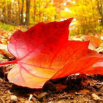 紅葉取色精靈下載 v1.6綠色版 