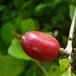 神秘果商戶版下載 v1.0.20160922 官方免費版 