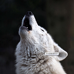 野狼基調(diào)查詢器下載 V3.0 綠色版 