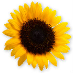 兒科護(hù)理學(xué)試題及答案 v6.0 安卓版 