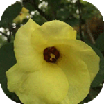 內(nèi)科護(hù)理學(xué)試題及答案手機版 v3.0 安卓版 