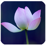 英語字母 v2.0 安卓版 