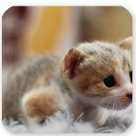 折紙船 v2.0 安卓版 