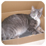 大學(xué)生英語助手 v2.0 安卓版 