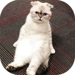 識字看圖 v1.0.3 安卓版 