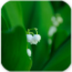 國際航班機(jī)票查詢 v2.0 安卓版 