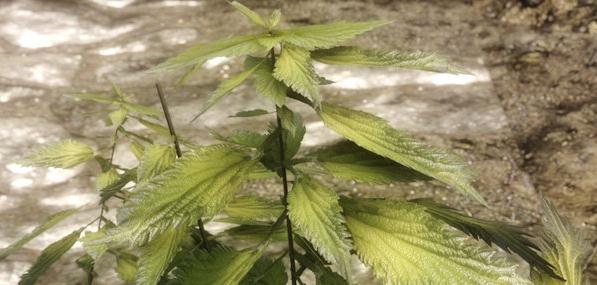 上古卷軸5超高質(zhì)感植物MOD