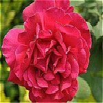 支付寶七夕AR掃花識(shí)花圖片 高清版 