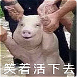 網(wǎng)紅小豬表情包 無水印版 